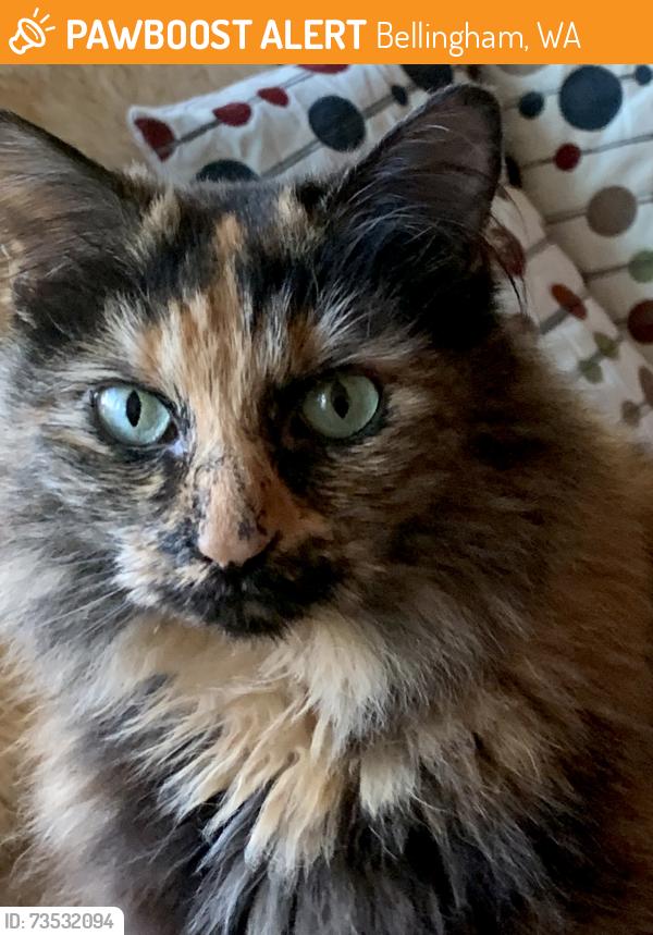 Found/Stray Female Cat last seen bayside , acacia, Bellingham, WA 98225