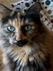 Found/Stray Female Cat last seen bayside , acacia, Bellingham, WA 98225