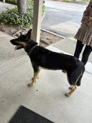 Found/Stray Male Dog last seen Across Downey high school inside the 803 coffee road parking lot, Modesto, CA 95350