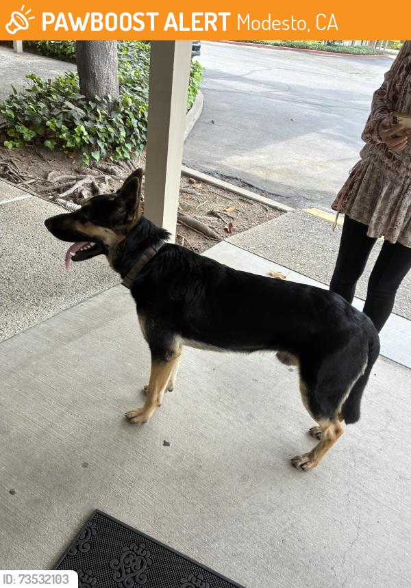 Found/Stray Male Dog last seen Across Downey high school inside the 803 coffee road parking lot, Modesto, CA 95350
