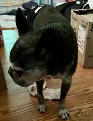 Reunited Male Dog last seen Mower Street, Philadelphia, PA 19119