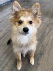 Lost Male Dog last seen N Leach Rd & E Eight Mile Rd, Lodi, CA 95240