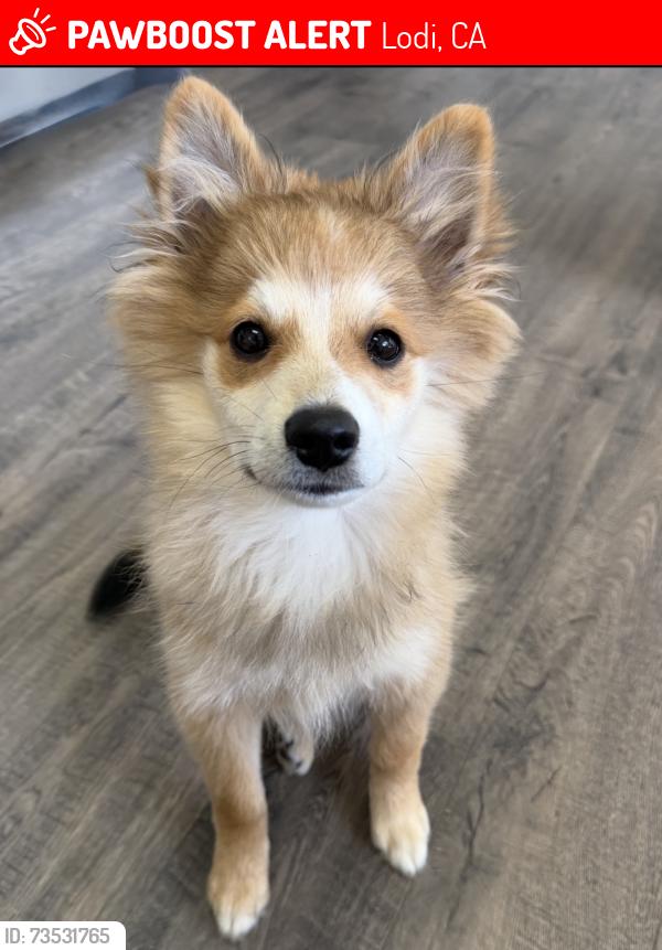 Lost Male Dog last seen N Leach Rd & E Eight Mile Rd, Lodi, CA 95240