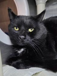 Shelter Stray Male Cat last seen Near Holy Cross Road, BROOKLYN PARK, MD, 21225, 411 Maxwell Frye Rd, Millersville, MD 21108, USA
