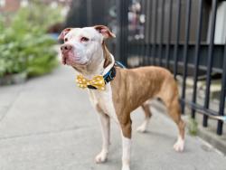 Shelter Stray Male Dog last seen BRONX, NY, 10462, 326 E 110th St, New York, NY 10029, USA