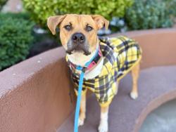 Shelter Stray Female Dog last seen Near Laconia Avenue, BRONX, NY, 10466, 326 E 110th St, New York, NY 10029, USA