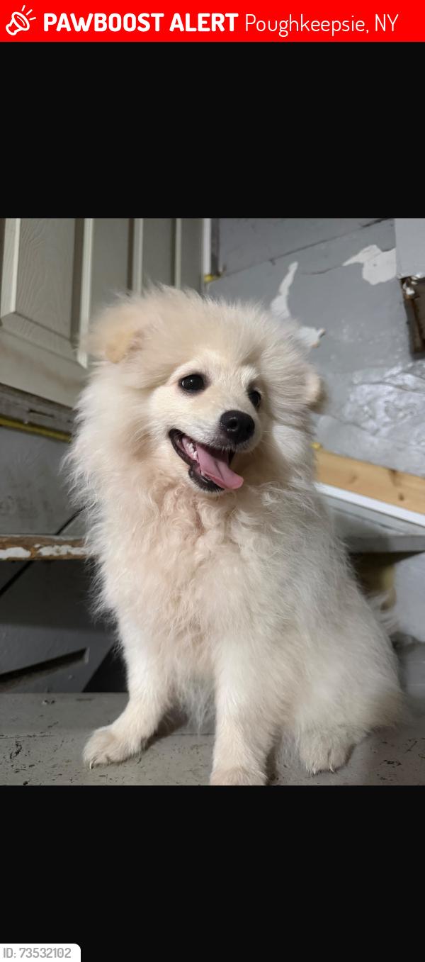 Lost Male Dog last seen Winnikee Av, Poughkeepsie, NY 12601