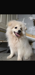 Lost Male Dog last seen Winnikee Av, Poughkeepsie, NY 12601