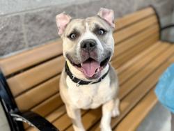 Shelter Stray Male Dog last seen Apt 5E,720 Tiffany Street, BRONX, NY, 10474, 326 E 110th St, New York, NY 10029, USA
