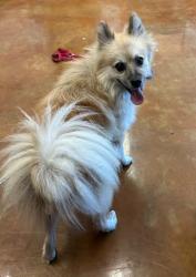 Shelter Stray Male Dog last seen Near Lincolnshire Drive, AUSTIN, TX, 78758, 7201 Levander Loop bldg a, Austin, TX 78702, USA