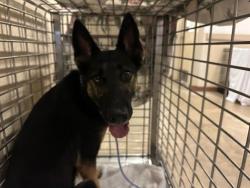 Shelter Stray Female Dog last seen Candelaria Dr & Espanola Trail, AUSTIN, TX, 78737, 7201 Levander Loop bldg a, Austin, TX 78702, USA
