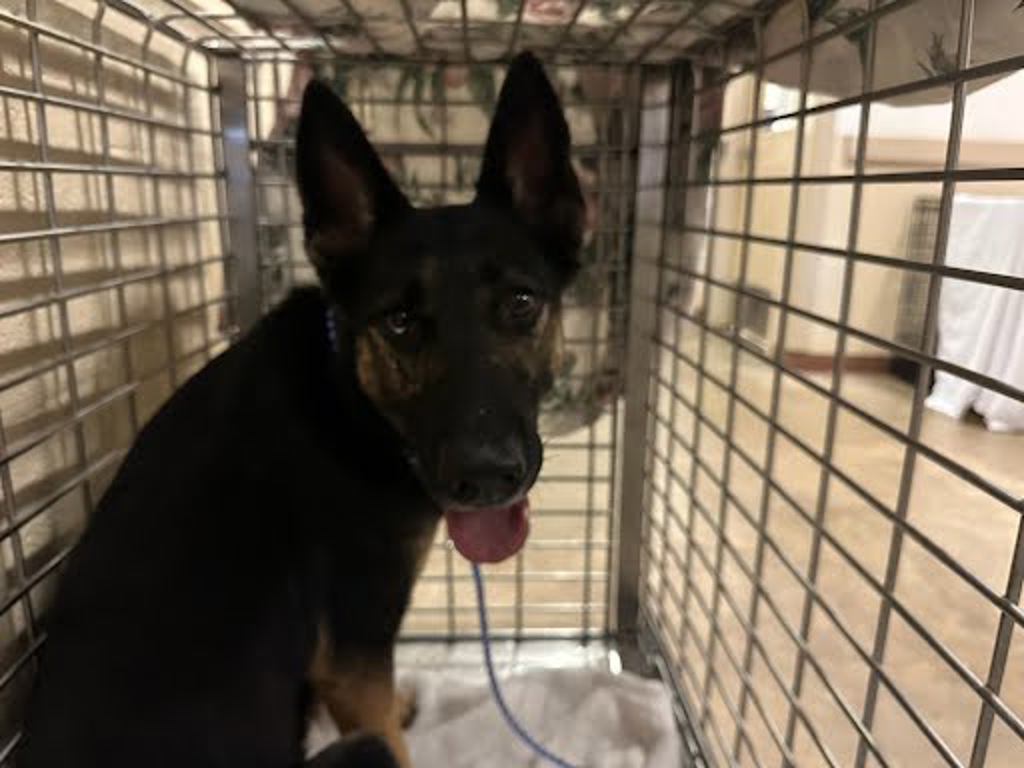 Shelter Stray Female Dog last seen Candelaria Dr & Espanola Trail, AUSTIN, TX, 78737, 7201 Levander Loop bldg a, Austin, TX 78702, USA