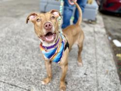 Shelter Stray Male Dog last seen Near Glenmore Avenue, BROOKLYN, NY, 11208, 326 E 110th St, New York, NY 10029, USA