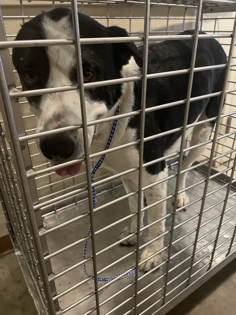 Shelter Stray Male Dog last seen Near 1/2 Circuit Of The Americas Boulevard, TX, 7201 Levander Loop bldg a, Austin, TX 78702, USA