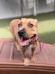 Shelter Stray Female Dog last seen Near N Catherine Street, SALT LAKE CITY, UT, 84116, 511 W 3900 S, Salt Lake City, UT 84123, USA