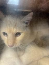 Shelter Stray Male Cat last seen Near W Nebula Way, SALT LAKE CITY, UT, 84101, 511 W 3900 S, Salt Lake City, UT 84123, USA