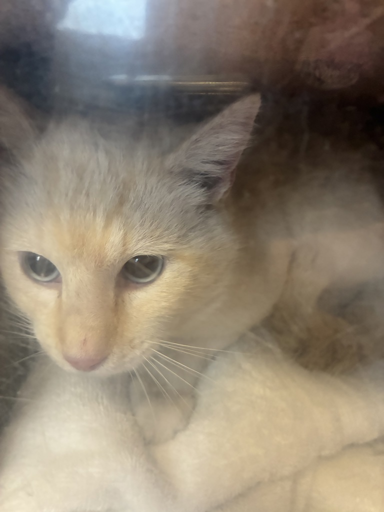 Shelter Stray Male Cat last seen Near W Nebula Way, SALT LAKE CITY, UT, 84101, 511 W 3900 S, Salt Lake City, UT 84123, USA