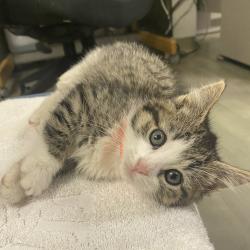 Shelter Stray Female Cat last seen Near Crocus Drive, SAN LEANDRO, CA, 94577, 8323 Baldwin St, Oakland, CA 94621, USA