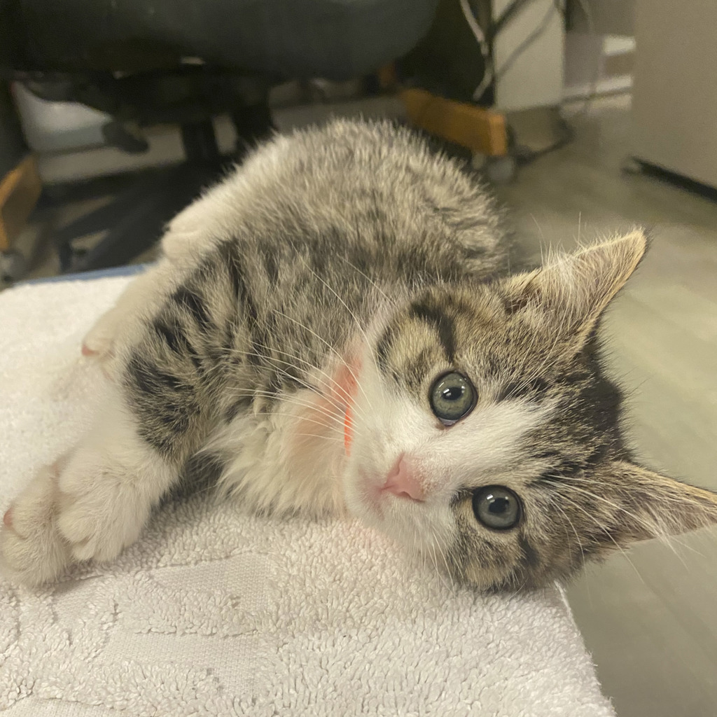 Shelter Stray Female Cat last seen Near Crocus Drive, SAN LEANDRO, CA, 94577, 8323 Baldwin St, Oakland, CA 94621, USA