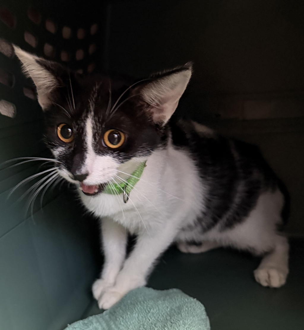 Shelter Stray Female Cat last seen Near Willie James Jones Avenue, San Diego, CA, 92102, 5500 Gaines St, San Diego, CA 92110, USA
