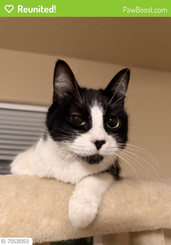 Reunited Female Cat last seen Ash meadows Rd, Bullwinkles, Wilsonville, OR 97070