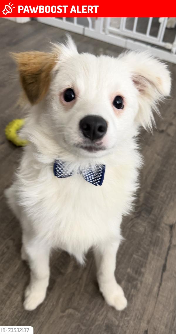 Lost Male Dog last seen N Leach Rd & E Eight Mile Rd, Lodi, San Joaquin County, CA 95210