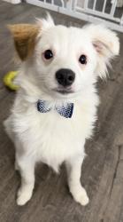 Lost Male Dog last seen N Leach Rd & E Eight Mile Rd, Lodi, San Joaquin County, CA 95210