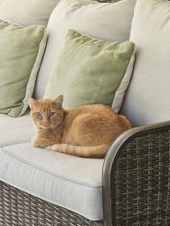 Found/Stray Male Cat last seen Piedmont Ave, Winston-Salem, NC 27101