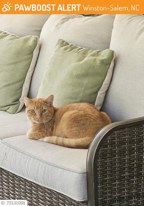 Found/Stray Male Cat last seen Piedmont Ave, Winston-Salem, NC 27101