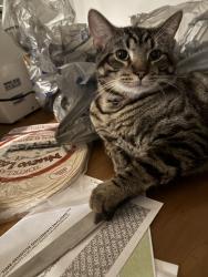 Lost Male Cat last seen W 55th Ave, W 54th Ave, Merrillville, IN 46410
