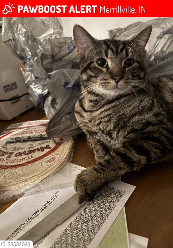 Lost Male Cat last seen W 55th Ave, W 54th Ave, Merrillville, IN 46410