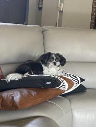 Lost Male Dog last seen Ohio, Plano, TX 75093