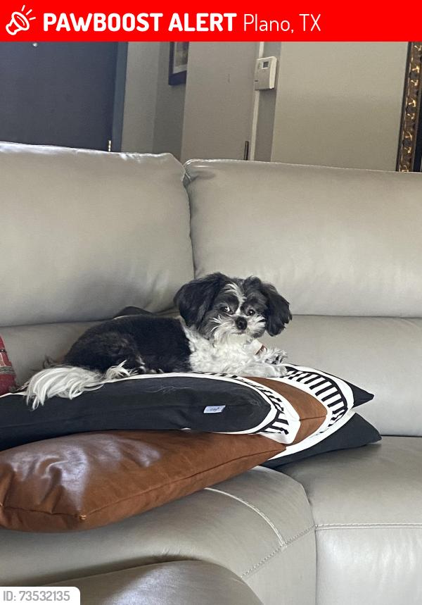 Lost Male Dog last seen Ohio, Plano, TX 75093
