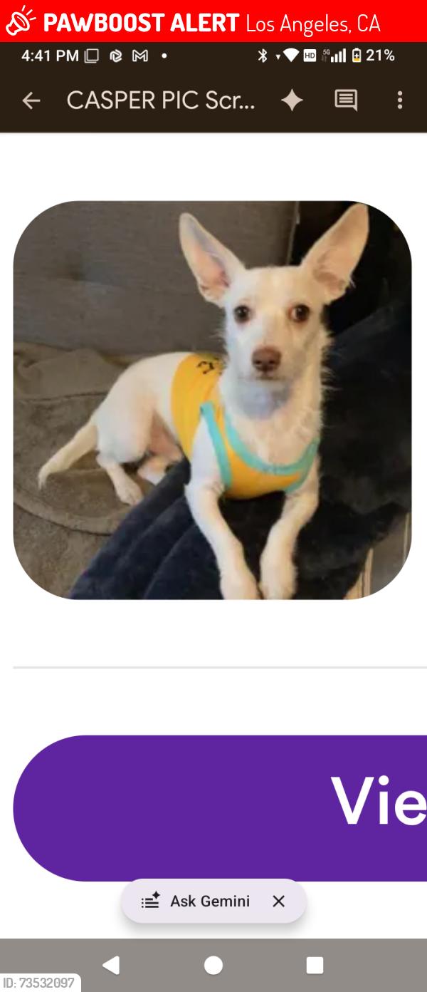 Lost Male Dog last seen Tujunga ave, Los Angeles, CA 91406