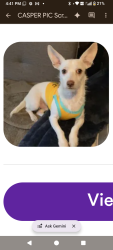 Lost Male Dog last seen Tujunga ave, Los Angeles, CA 91406