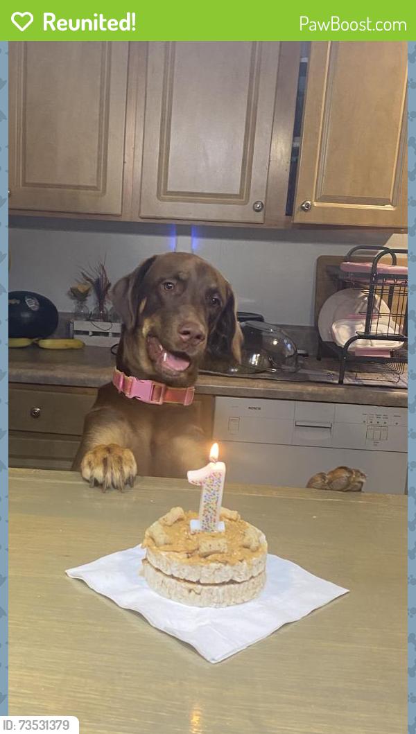 Reunited Male Dog last seen Near points grocery store, Dana, NC 28792