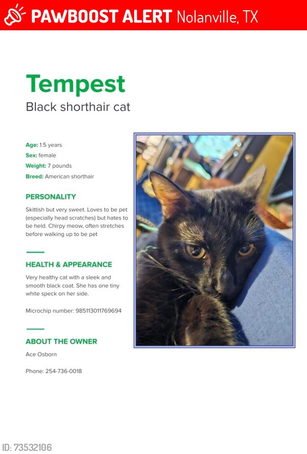 Lost Female Cat last seen Bella charca, Nolanville, TX 76559
