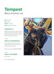 Lost Female Cat last seen Bella charca, Nolanville, TX 76559
