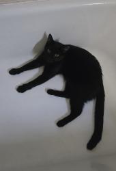 Reunited Female Cat last seen Bartels St, Monona, WI 53716