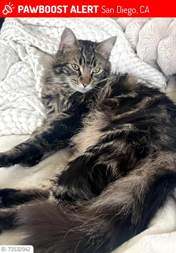 Lost Female Cat last seen Wightman, San Diego, CA 92105