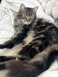 Lost Female Cat last seen Wightman, San Diego, CA 92105