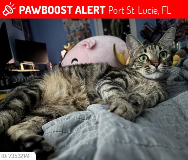 Lost Female Cat last seen bayshore and selvitz, Port St. Lucie, FL 34983