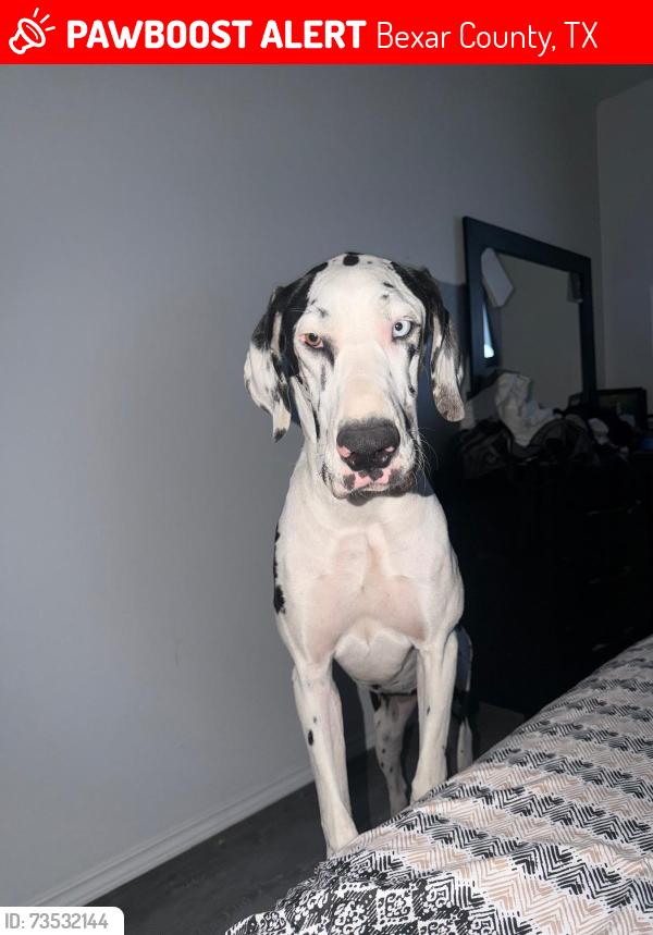 Lost Female Dog last seen Butterfly Street, Von Ormy, TX, Bexar County, TX 78073
