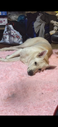 Lost Male Dog last seen hse, Sussex County, DE 19950