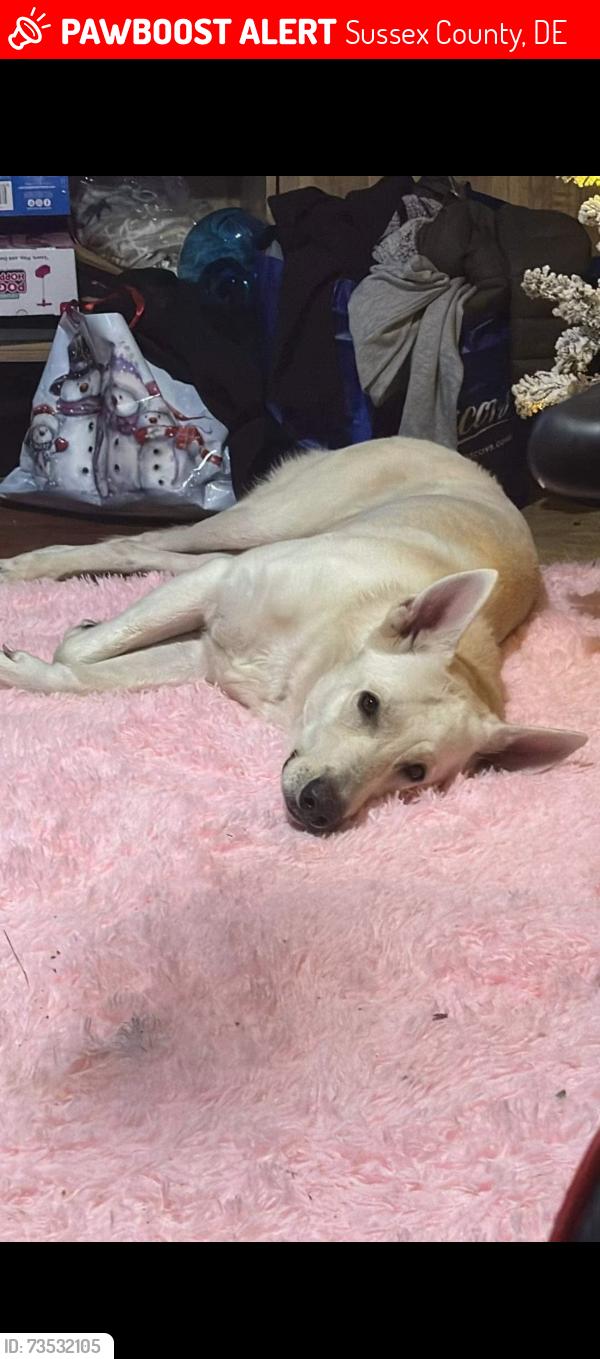 Lost Male Dog last seen hse, Sussex County, DE 19950