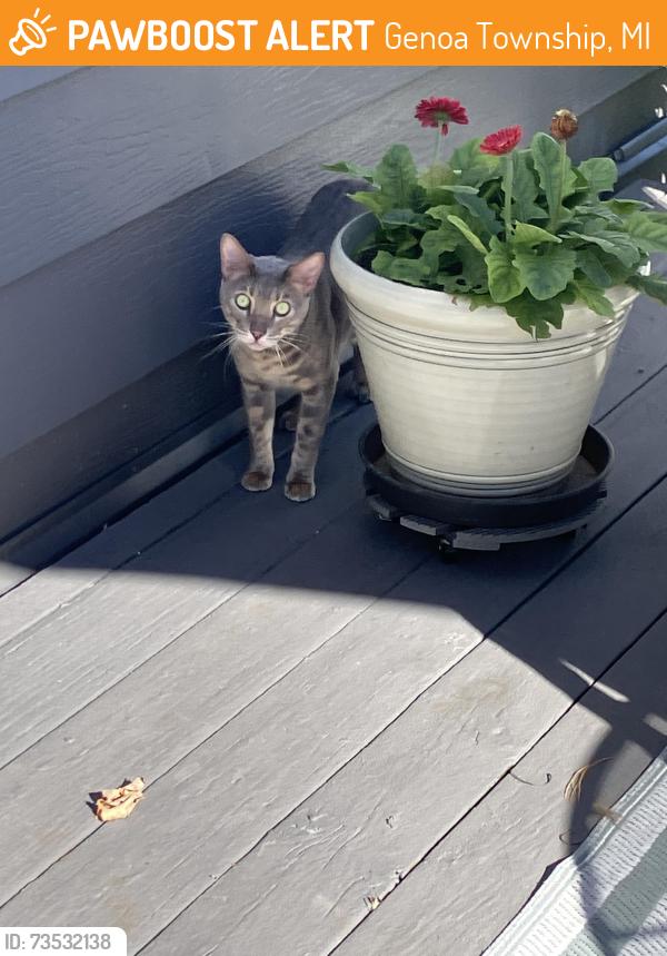 Found/Stray Unknown Cat last seen Hughes, Genoa Township, MI 48843