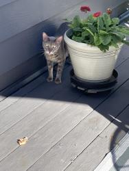 Found/Stray Unknown Cat last seen Hughes, Genoa Township, MI 48843