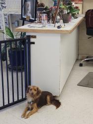 Found/Stray Female Dog last seen Medical center drive, west hills, across the street from hosp, Los Angeles, CA 91307