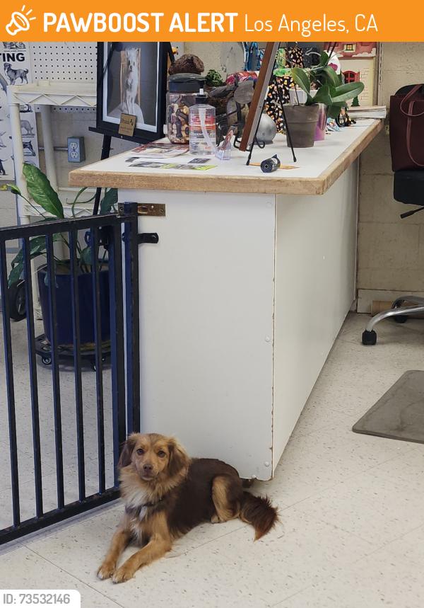 Found/Stray Female Dog last seen Medical center drive, west hills, across the street from hosp, Los Angeles, CA 91307