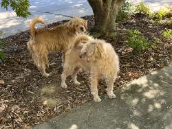 Found/Stray Unknown Dog last seen Between Mt Olive Church Road and Beeson Farm Road, Sophia, Randolph County, NC 27350